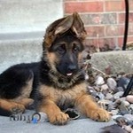 پت شاپ ایران شپرد