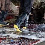 قالیشویی ستاره