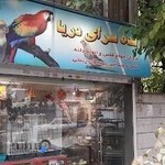 پرنده فروشی دریا