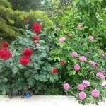 مطب دکتر شیرین مقصود