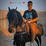 باشگاه سوارکاری سردار