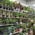 گلستان بیدار