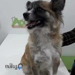 کلینیک دامپزشکی آدورا