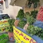 باشگاه ویژه بانوان پاکوب