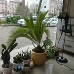 آرايشگاه رخ نما