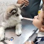 کلینیک و آزمایشگاه دامپزشکی پاستور