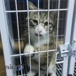 کلینیک دامپزشکی دکتر حریری