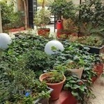 Navaye Shahrashoob Music School