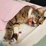 بیمارستان حیوانات خانگی حمیدرضا فتاحیان