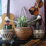 گل و گیاه رستمی