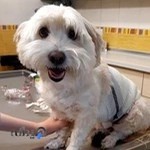 کلینیک دامپزشکی دکتر مکرم