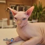 کلینیک دامپزشکی ایران پت