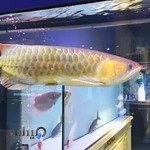 آکواریوم دریا (چراغی)