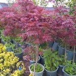 مجتمع گل و گیاه مهندس محمدی