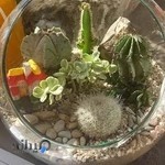 مجموعه گل و گیاه کاکتوس