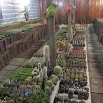 کلبه کاکتوس