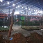 نهالستان گل