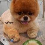 آرایشگاه حیوانات خانگی پاپی کات