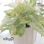 گل و گیاه پارسا