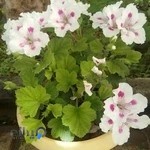 یونیور اسکیت