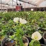 مرکز تولیدات و تحقیقات گل و گیاه زینتی شهرداری قم