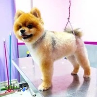 آرایشگاه حیوانات خانگی غزل