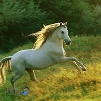 مرکز پزشکی وسلامتکده طب سنتی سامآن