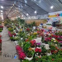 گلسرای مینیاتور ۲