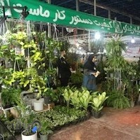 گلسرای ژینکو