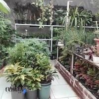 پخش گل و گیاه شهرگل