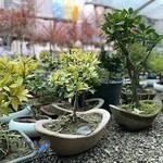 فروشگاه گل و گیاه ملک