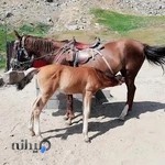 سان اپتیک عکس اداری 3x4 فوری با پارکینگ رایگان