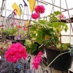 گل و گیاه خانواده