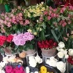 گلکده مارانتا