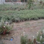 باغچه آفتاب