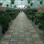 گلخانه