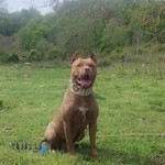 پت شاپ آریا