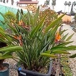 بازار گل نوشهر