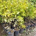 گل وگیاه اسماعیل شهسواری