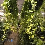 گلخانه افرا، فروش گلهای آپارتمانی و فصلی