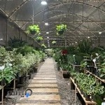 گل و گیاه نیلوفر