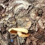 کلینیک دندانپزشکی دی