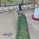 استخر آترینا