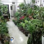 گل آپارتمانی شهر گل