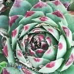 نمایشگاه وفروشگاه گل وگیاه ولیعصر