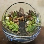 کاکتوس طبیعت