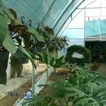 گلخانه یوکا