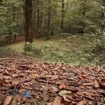 دکوراتیو انزلی