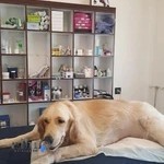 بیمارستان دامپزشکی کیش