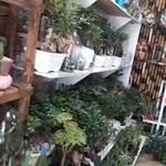 گل فروشی گل پونه